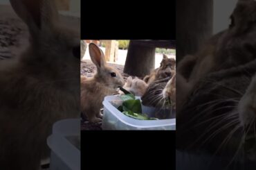 I found a cute baby rabbit!