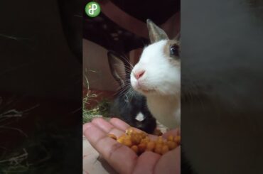 Cute Rabbit Enjoys Eating Chickpeas | Adorable Close-Up!
