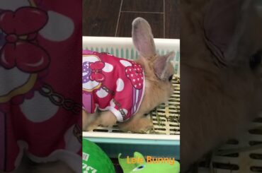 Lele Bunny/ #bunny #babyanimal #rabbit #babypet #cute #smartrabbits #babyrabbit #pets #babyanimals