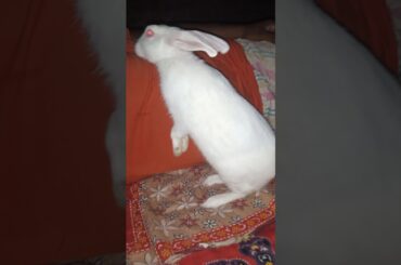 #cuterabbit #wiserabbit #rkpetrabbit #viralvideo #bunny #cute #petrabbit #khargosh #rabbit #cutepet