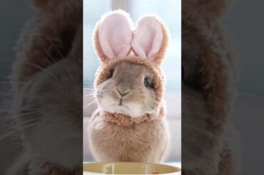 Chipi chipi baby #bunny #rabbitfood #video #pet #rabbit #cute #animals #shorts #video #funny #reels