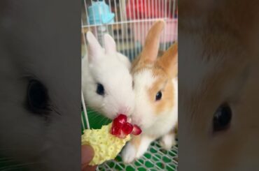 Cute Rabbit eating #shorts #cuterabbit #bunny #cute #pets #petrabbit #animals #cuteanimals #funny