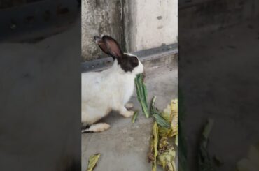 Cute Rabbit Eating Patta gobhi #trending #cuteanimal #rabbiteating #shortfeed #viralvideo #vlog