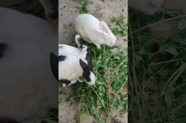 Cute Rabbit Eating #viralvideo #lucknowzoo #rabbiteating #trending #shortfeed #shorts #vlog #love
