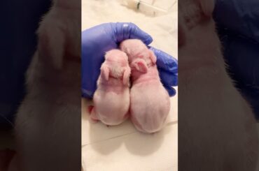 Baby Bunnies Chasing Food From Birth #baby bunny # baby rabbit #funnyvideo