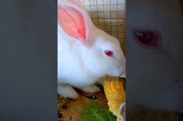 #rabbits  #shorts #rabbit #shortvideo  #petrabbit #rabbitsound  #pets #rabbitshorts