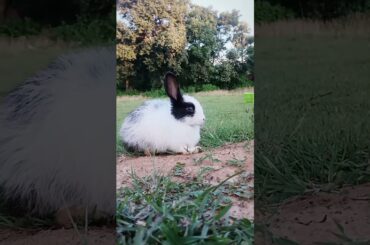 Cute rabbit baby rabbit Beautiful baby bunny#shortvideo#peterrabbit #rabbit #shortfeed#babyanimal