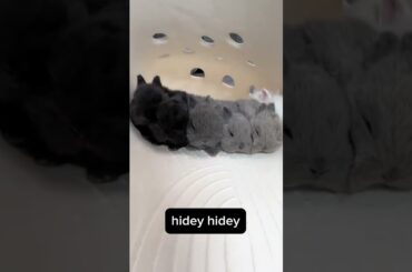 just cute #shorts #cuteshorts #pets #babypets #trending #cute #rabbit #petshorts #love #lovestory