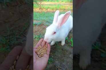 Cute Bunny Shorts Video #rabbit #bunny #animals #pets #funnyanimals #shorts #ytshorts