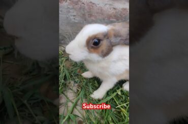 Cute rabbit #viralvideo #shortvideo #animals