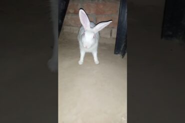 #cuterabbit #bunny #viralvideo #khargosh #rabbit #rabbitshortvideo #rabbitcare #rabbitbaby