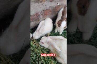 Cute rabbit #viralvideo #shortvideo #animals