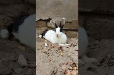 Cute Rabbit Rest Time #rabbits #rabbitfood #cuteanimal #babyrabbit #cute #cutepet #cuterabbit #bunny