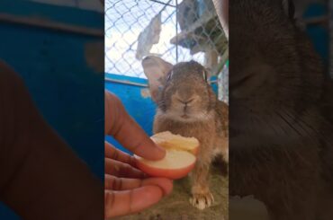 The bunny sweet with apple.#rabbit #cute #bunny #animals #pets #funny #animal #pewdiepie #rabbitt