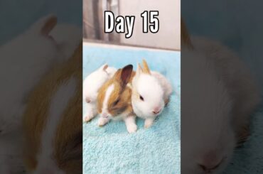 Cutest VS Fluffiest Baby Rabbits Grow Up 1 To 17 Days