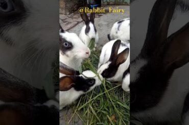 Cute Rabbit's Funniest Moments ! #cute #rabbit #cuteanimal #funny #rabbitworld #cutebunny #animals