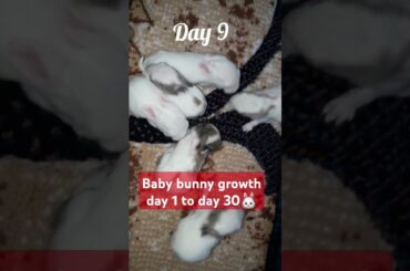 Baby bunny growth day to day 30#bunny #animal #cute #pets #shorts #rabbit #growth