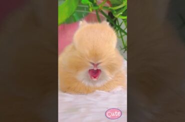Cute little bunny in leisure #bunnys #cuteanimal #rabbit #cute