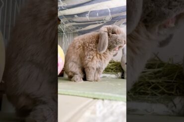 Vaaa vaaa #bunny #rabbitfood #video #cute #rabbit #animals #shorts #funny