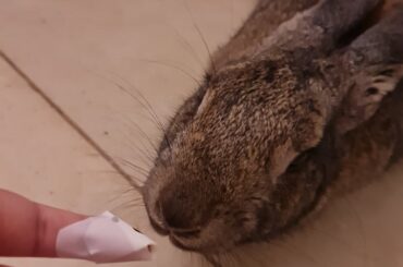 The stinky was trying to eat my bandaid. Shame her