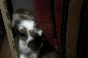Between couch bun