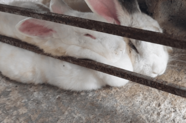 This is Mellow's favourite napping spot. Usually she has her whole head resting on the metal bars. Greyson is there for extra squish support.