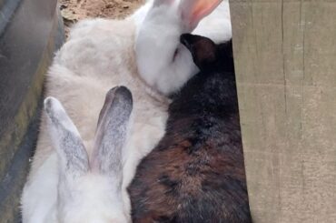 Mellow and Greyson often fights over who gets to snuggle Shinobi. Here's their compromise...