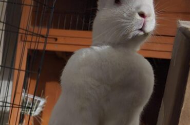 Where's the pellets? Icy wants food