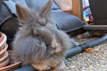 There's a pillow mountain right behind you, you silly man!