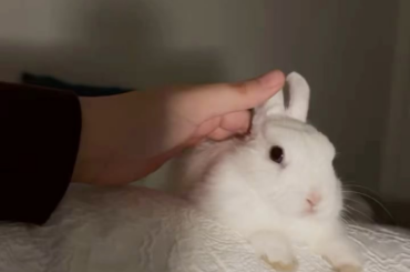 My bunny loves relaxing on my hip on top of the bed sheet.
