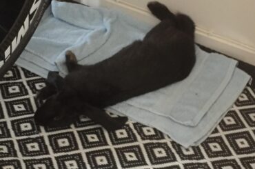 Neil first day after being adopted