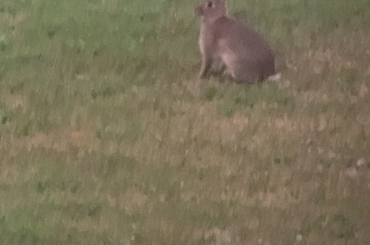 Wild bunny through the binoculars. He was there with another bunny and a wallaby.