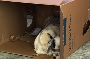 Box buns