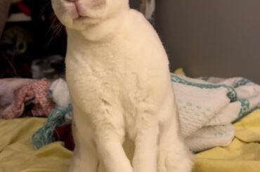 The look I get when I stop him from eating my blankets.