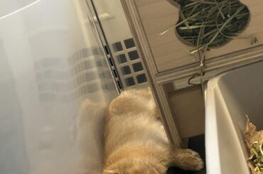 Oh to be a bunny on a Thursday afternoon