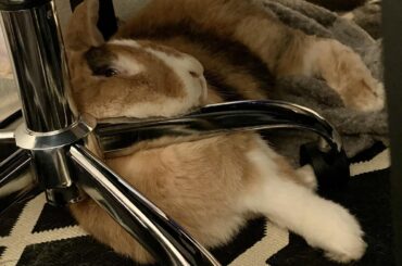 2nd pic proves this is THE comfy spot