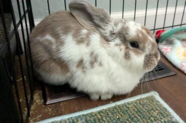 Her rear peets go so far forward when she loaf