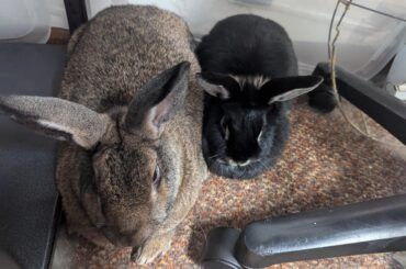 King size loaf vs fun size loaf