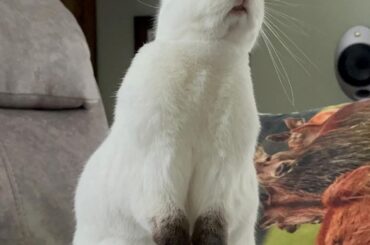 I is looking for the Spring! Has anybunny seen it yet??