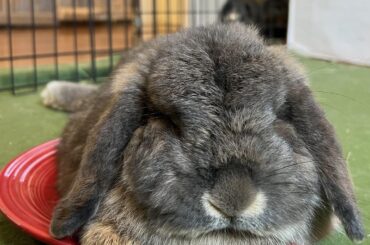 “Wake me up when the greens arrive”