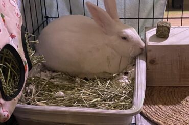 Loaf IN the litter box