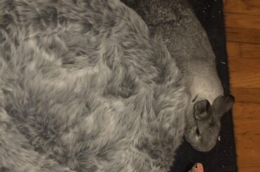 Got him an expensive bed, just for him to sleep on the floor right beside it