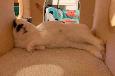 What kind of hidey house is that?