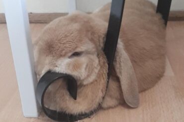 The king of sleeping in the weirdest places