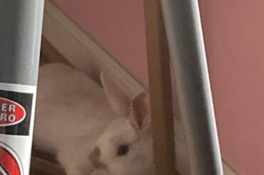 My rabbit cuddling with a chair (ignore the stepstool in the middle of the shot lol)