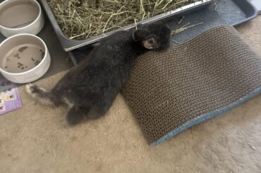 found my son sleep like he pays the bills