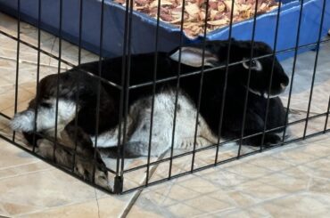 Lol she be comfy I guess