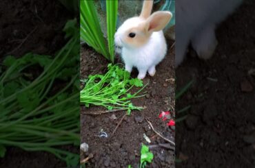 Cute Rabbit #pet #shorts #youtubeshorts #kidsvideo #trendingshorts