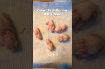 Baby Bunnies's First Week: A New Arrival #baby bunny #babybunnies #babyanimals #baby rabbits