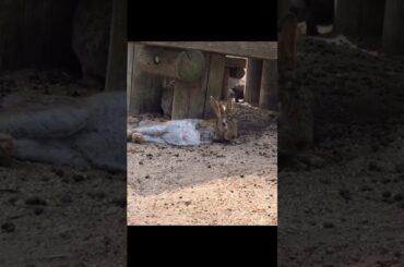 Rabbit that looks like a human being when it sleeps